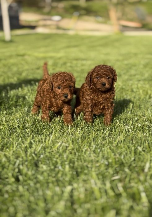 Пудел мини (Poodle Mini)