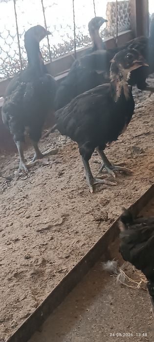 Кора шахзода жужалари бор
