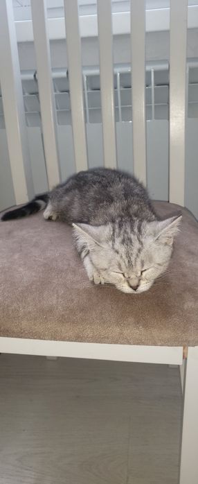 Кошка шотландская шиншила