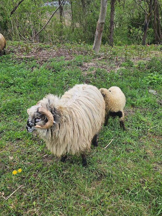 Oi de vanzare 2900 negociabil