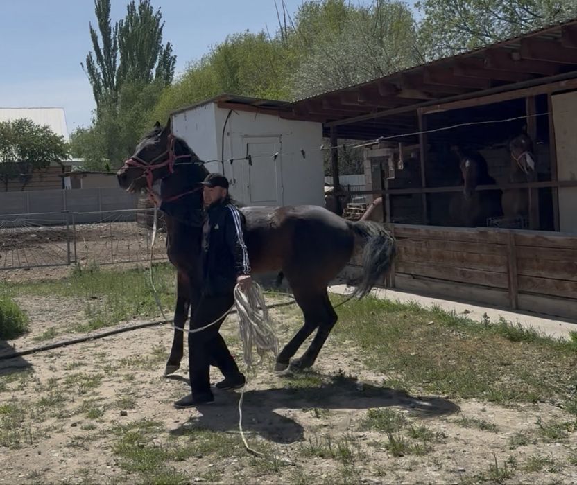 Аигыр 7. Жасар. Сатам