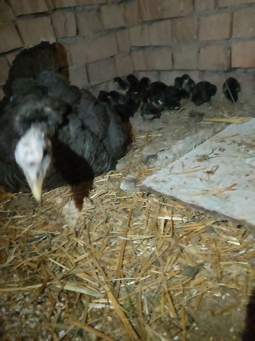 Она курка 28та товук жужаси билан