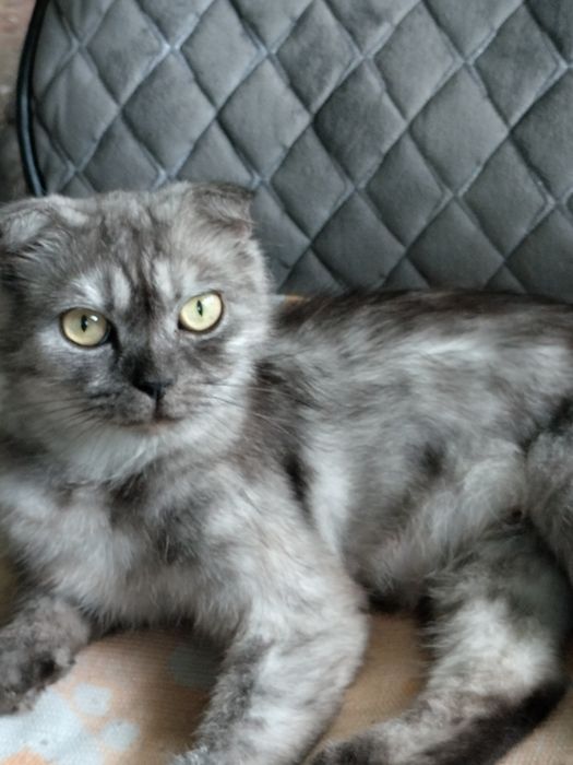 Продам котят скотиш страйт.