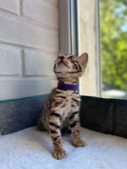 Бронь бенгальских котят