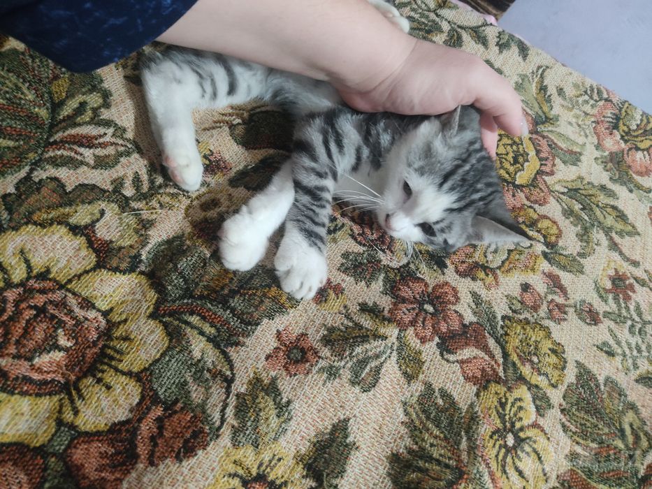 Отдам даром милого котенка