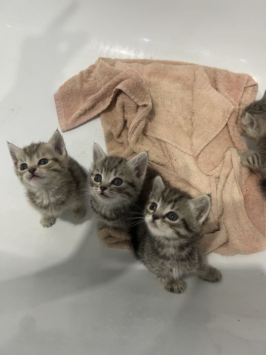 Продам котят в добрые руки