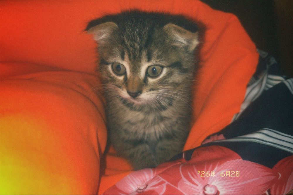 котенок мальчик парода шатланский