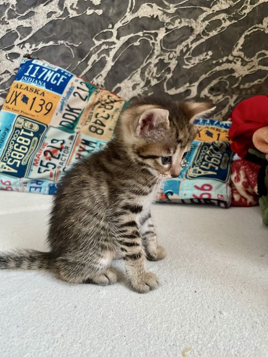 Продам котят 1,5 мес.