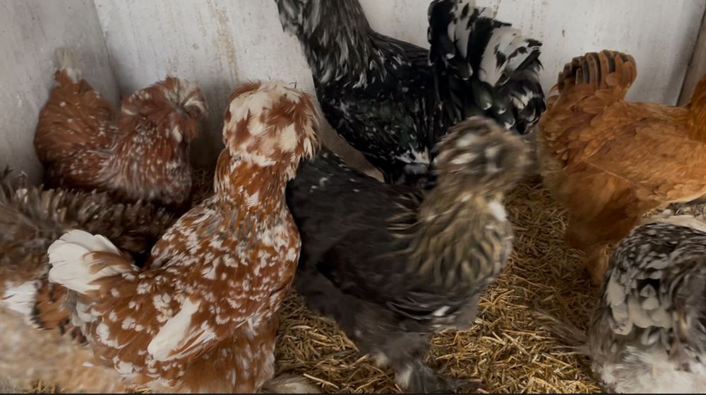 Oua incubat gaini Strumsky -motate incaltate frezate