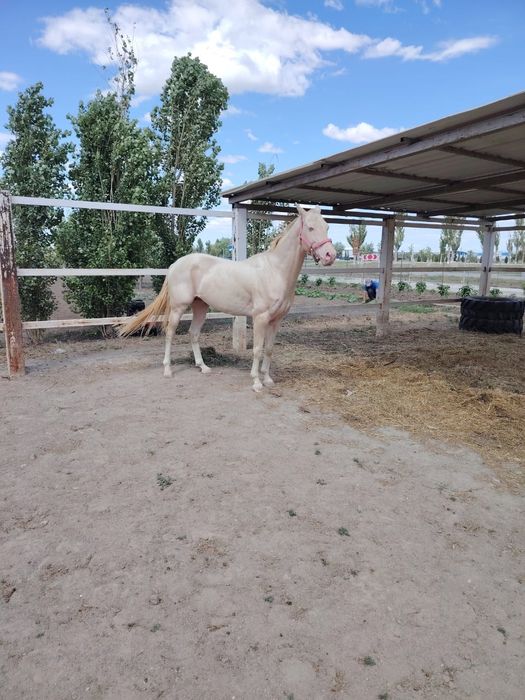 Ахалтекинская жеребец продаётся