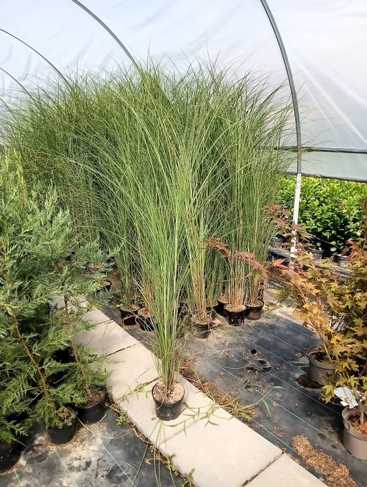 Iarba de pampas culoare gri și roz