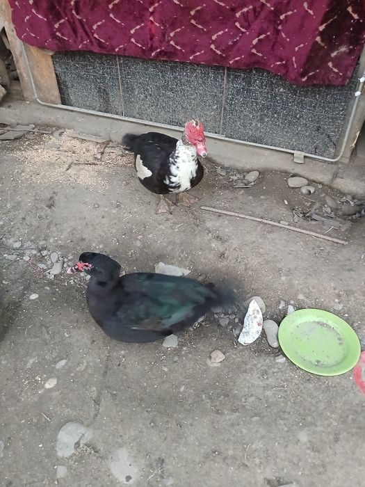 Vand rate lesesti  crescuți natural 100 %