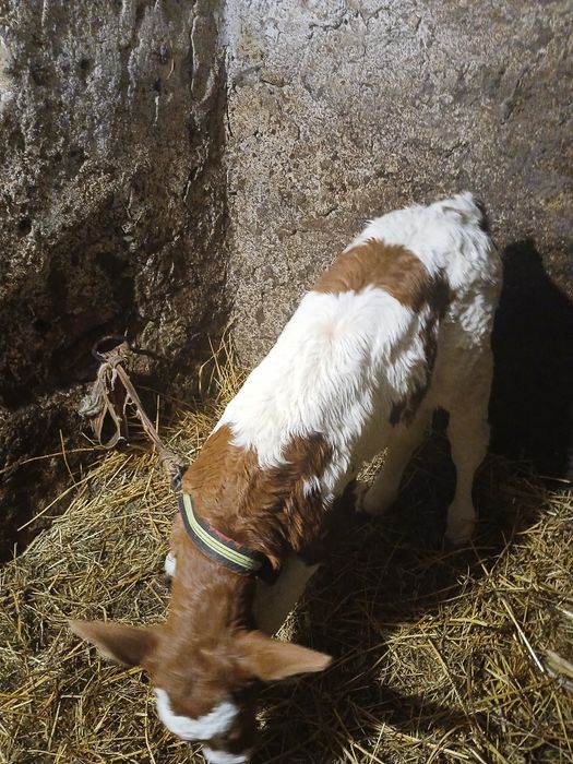 Vând vițea balțată