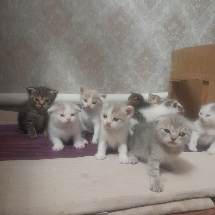 Котята шотланки британки  мальчики