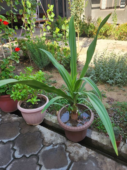 Кринум  азиатский