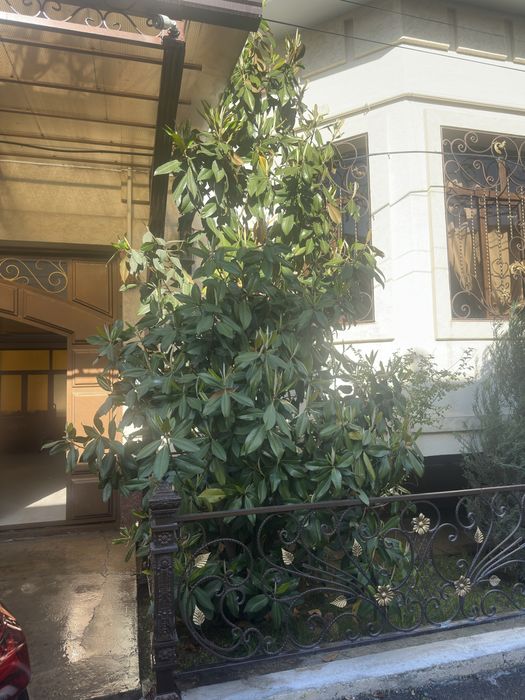 Магнолия Magnoliya
