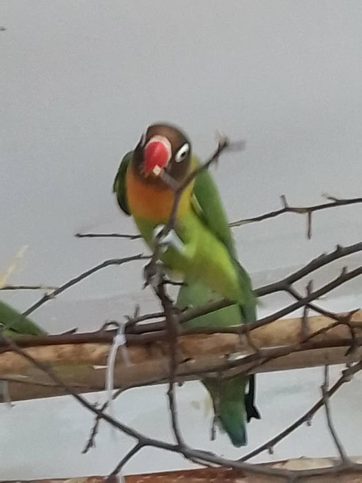 Неразлучники малыши  4  месяца