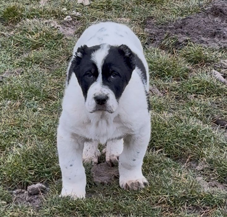 Mascul ciobanesc de Asia Centrala