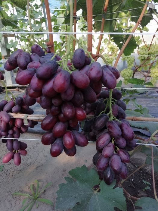 Vând vita de vie struguri de masă care merg si bolta