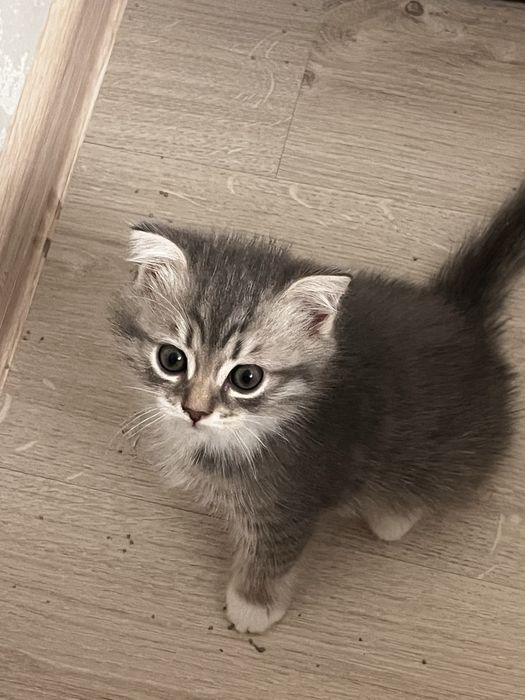 Вислоухие котята шотландцы