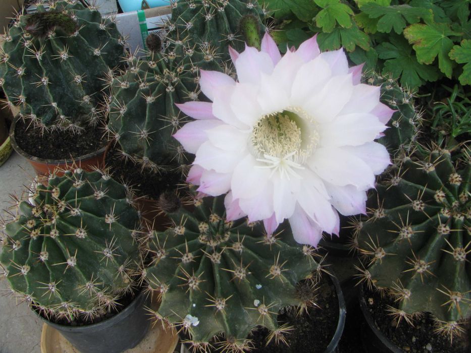 Кактус   Ехинопсис  /  Echinopsis