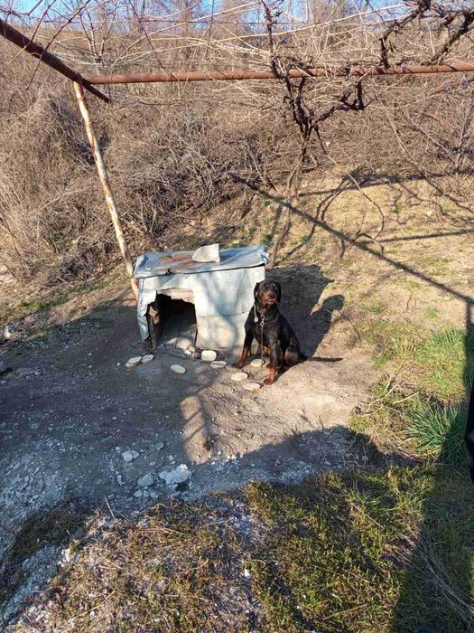 Лудогорсо гонче