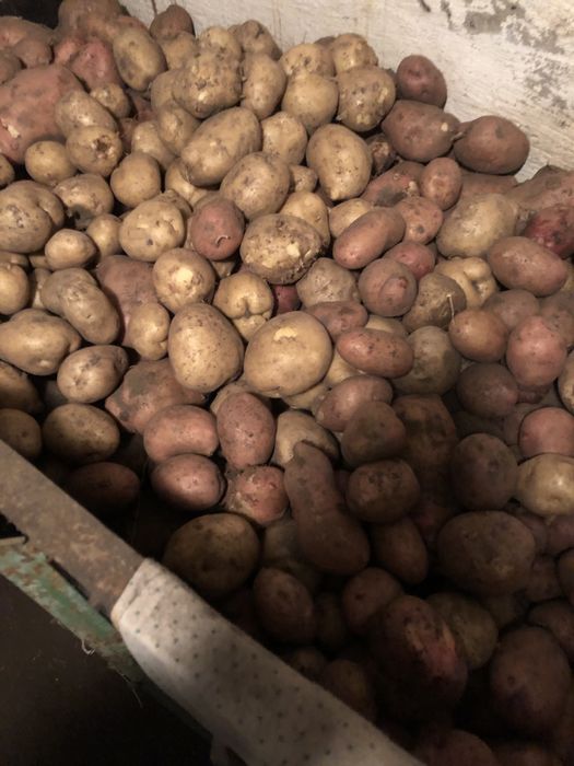 Картошка домашняя продам.
