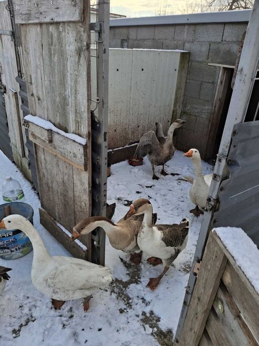 Vând sau schimb  gâscani