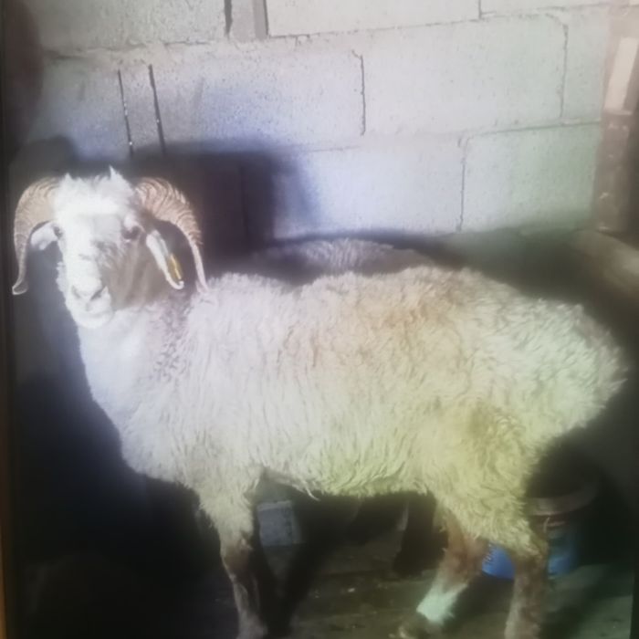 Семіз қошқарлар сатылады