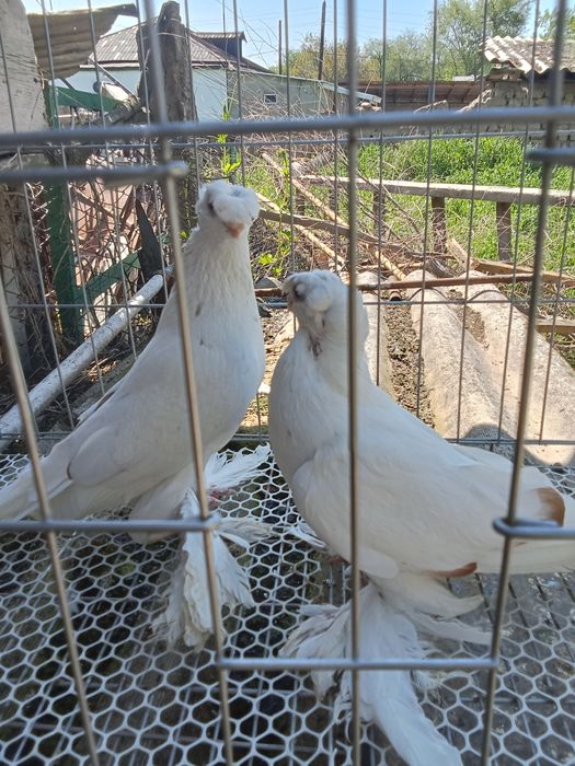 Продам голубей хороших