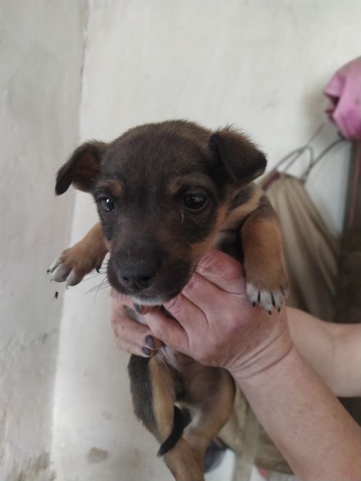 собаки в хорошие руки