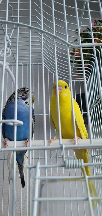 Пара Волнистых попугаев