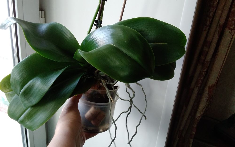 Продам домашнюю орхидею