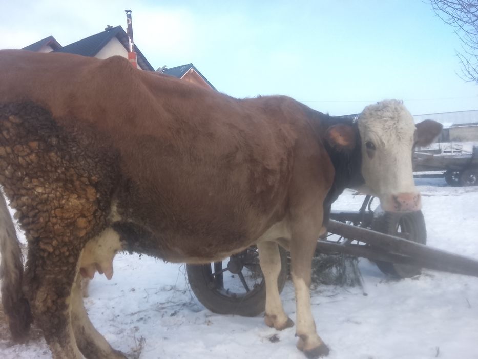 Vnd vaca bălțată pe roșu gestante an 7 lui SI jumătate SI vine cu al 4