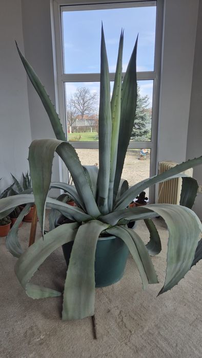 Vând plante Aloe Agave, vârstă 15 ani, 150cm