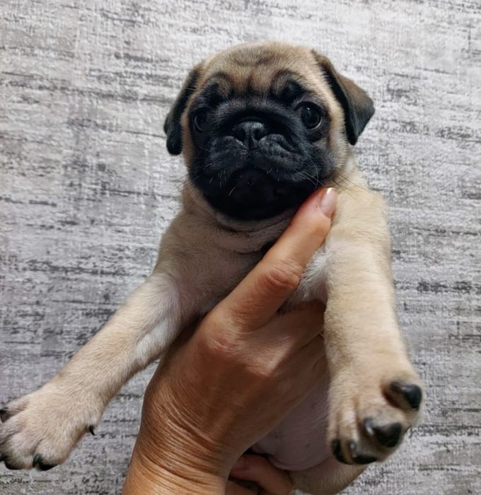 Продам щенков мопса.