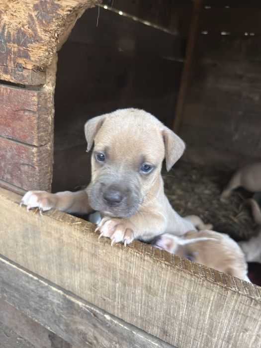 Pui amstaff american bull terrier