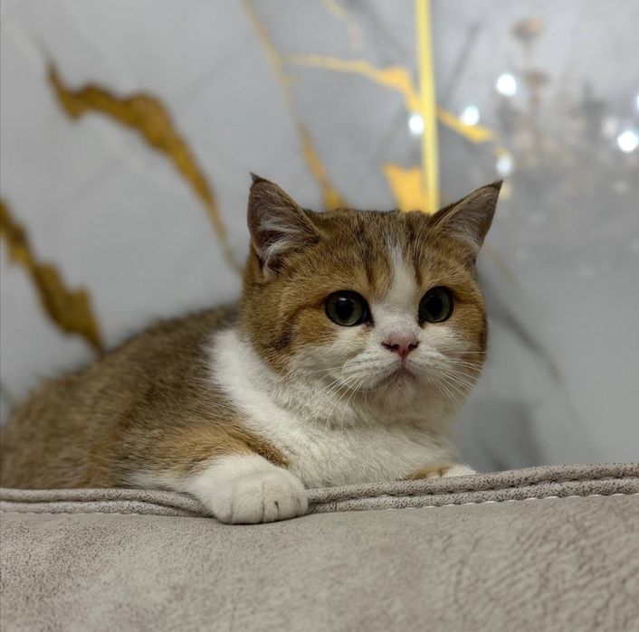 Золотая шиншилль!