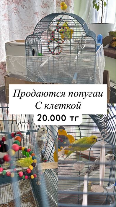 Продам волнистых