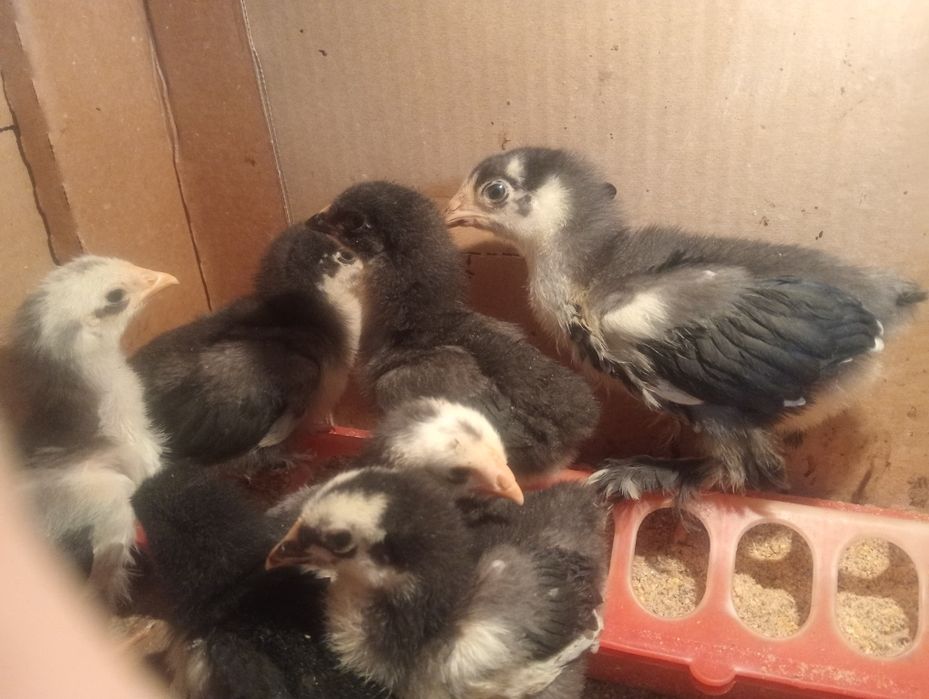 Индоутята,цыплята.