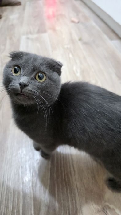 Отдам кошечку 4 мес