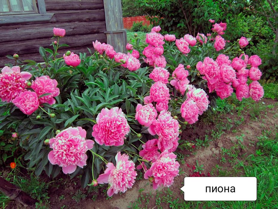 Пионы на даче фото Пионы на даче фото