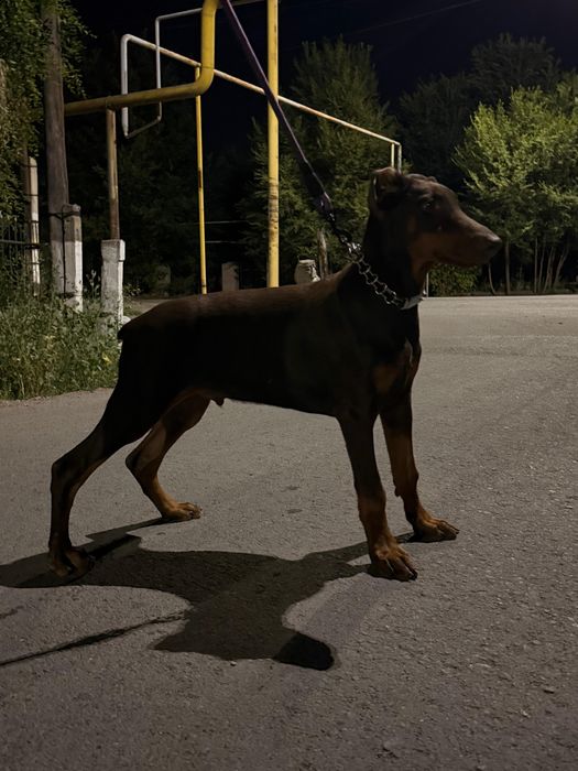 Продам добермана