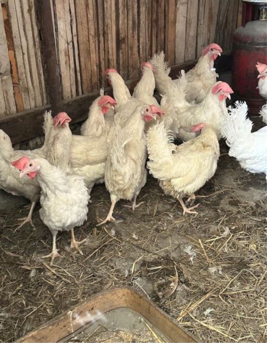 Куры несушки продам