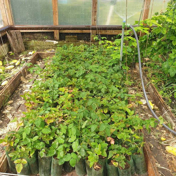 Ежевика Блэк Джем саженцы