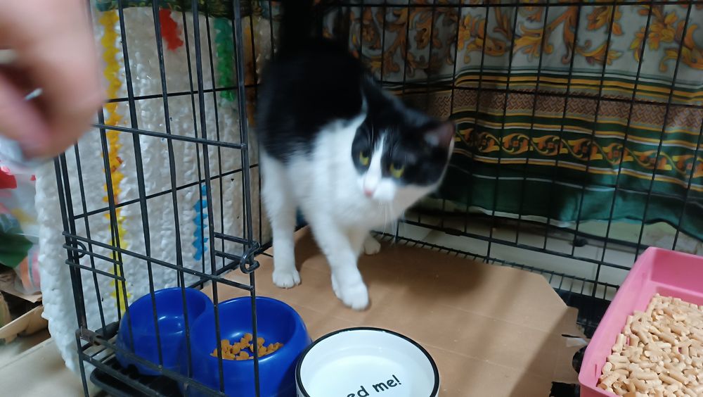 Молодая кошечка в поиске дома