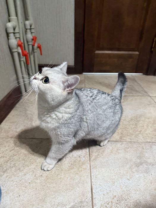 Продается шиншила