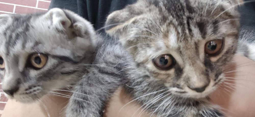 продаются маленькие котята