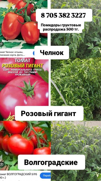 Рассада помидор не дорого
