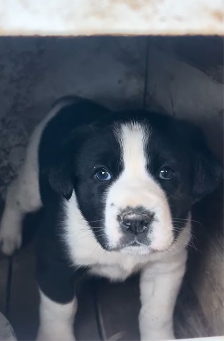 Продам щенка САО 11 месяц